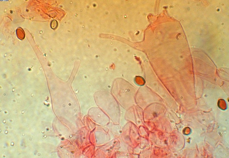 Coprinopsis strossmayeri (Schulzer) Redhead et al.